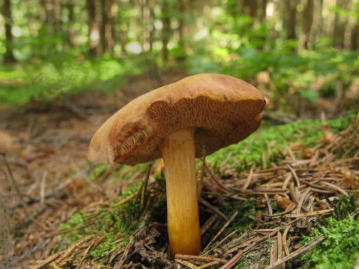 Faux mâles: leur différence avec les champignons comestibles