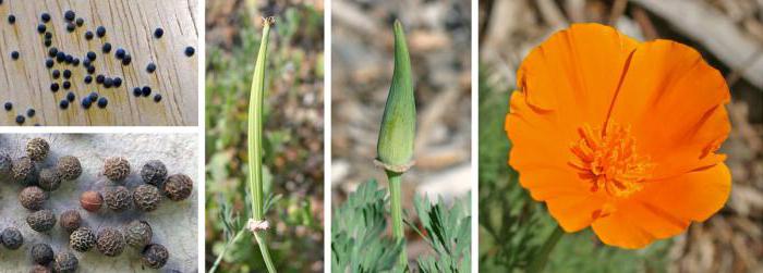 Coquelicot (famille): caractéristiques générales, formule florale et caractéristiques