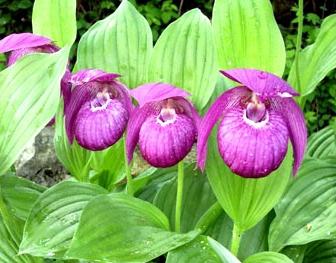 plantes qui sont énumérées dans le livre rouge