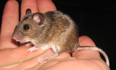 Une souris de la forêt est celle d'un animal?