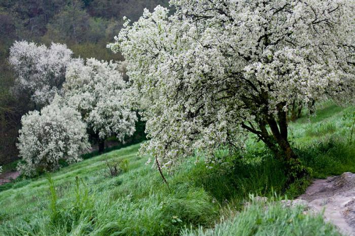 Proverbes sur la nature: qui et pourquoi les ont-ils pliés?