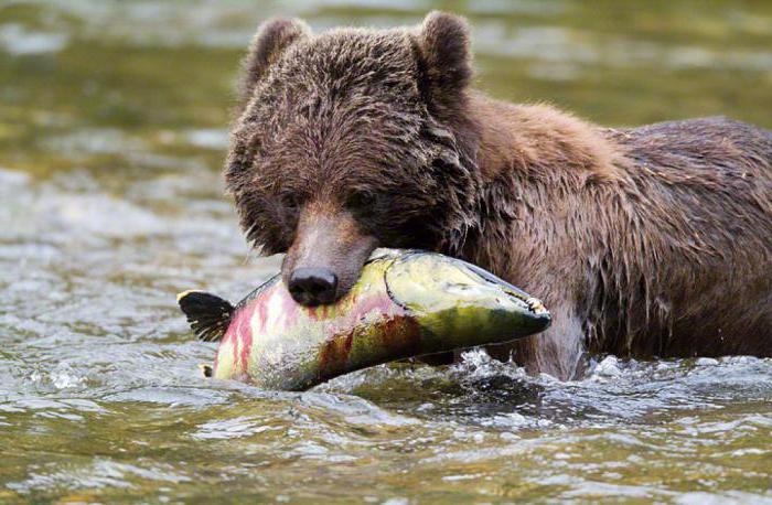 Nature de l'Alaska: climat, relief, flore et faune de la région