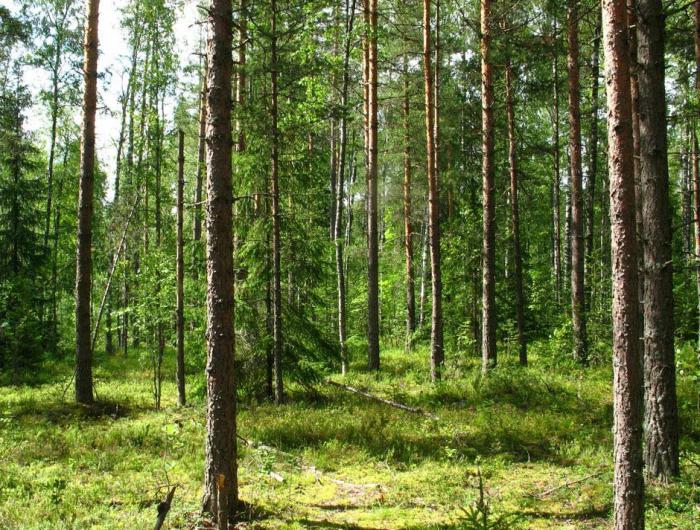 caractéristiques de la nature de la région de Leningrad