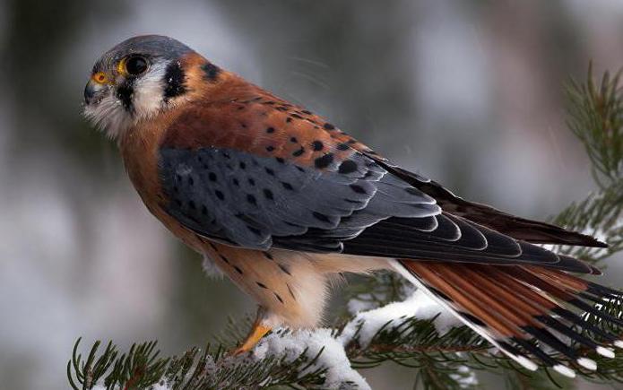 Saker l'oiseau Livre rouge