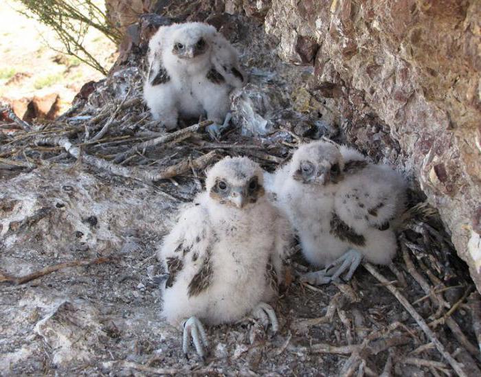 Faucon sacre Oiseau de proie