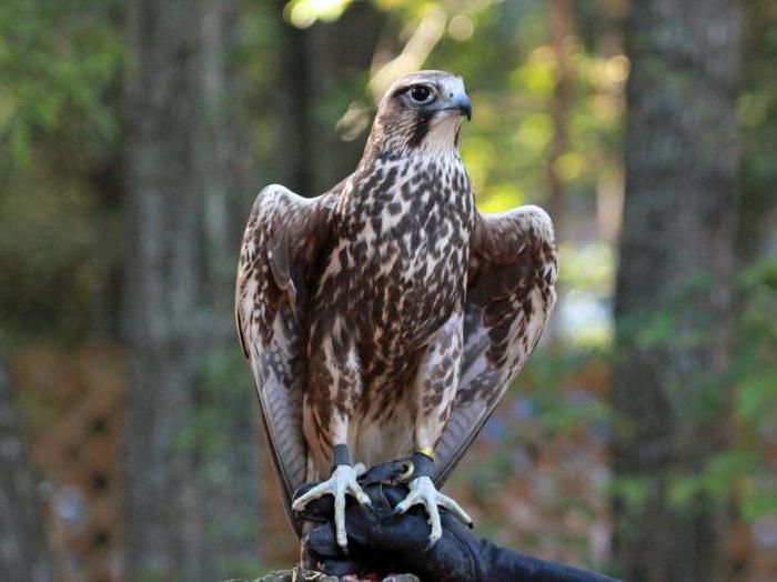 Habitat des oiseaux Saker-oiseau