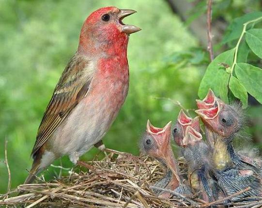 lentilles d'oiseaux