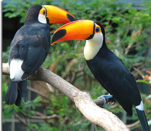 Oiseau tukan: habitat, photo et description