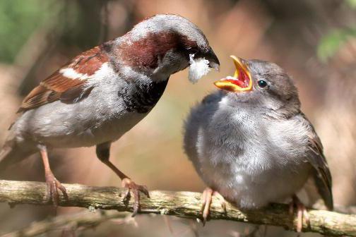 Oiseaux insectivores: noms