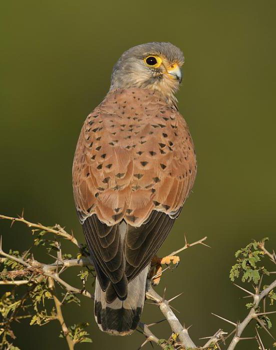 Faucon crécerellette: description, habitat et mode de vie