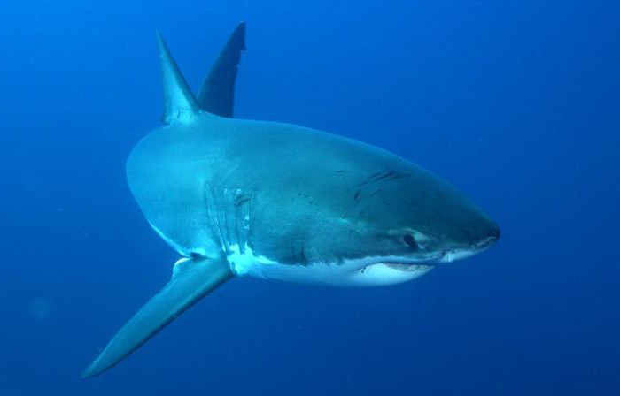 grand requin blanc carharodone