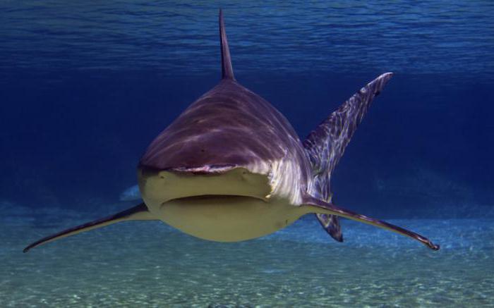 requin taureau