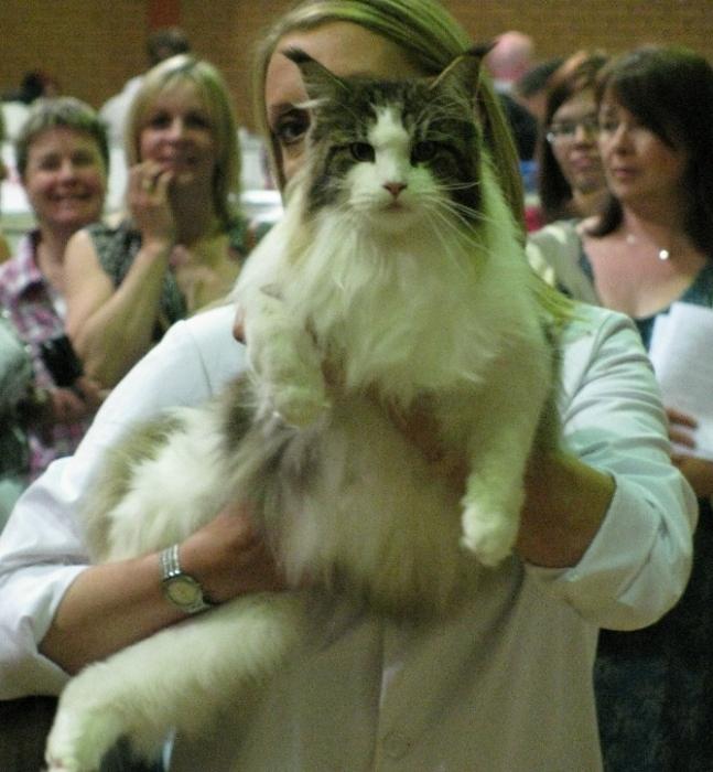 Le plus gros chat du monde: il est intéressant de savoir