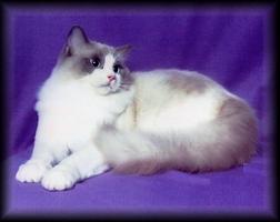 Ragdoll