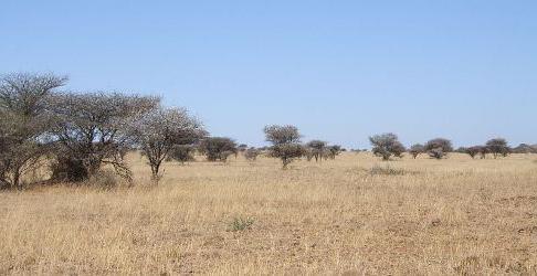 savane et bois d'Amérique du Sud 