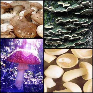 Champignons comestibles et non comestibles: classification en fonction de la valeur nutritive