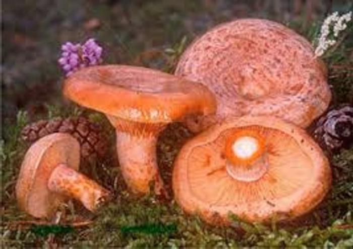 champignons mûriers