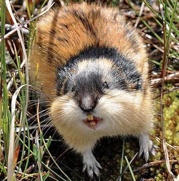 photo de lemming