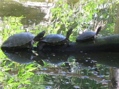 Combien de temps la tortue vit-elle vraiment?