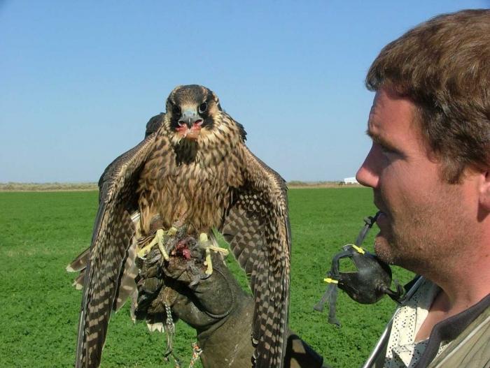 Le magnifique faucon: un chasseur d'oiseaux