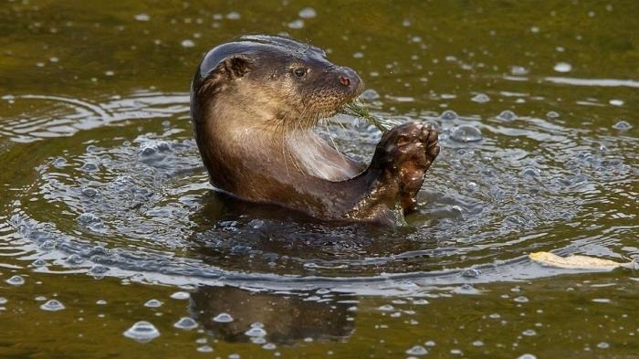 Rivière Otter: apparence, habitudes, habitat