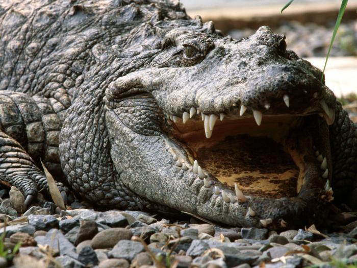  tout sur les crocodiles