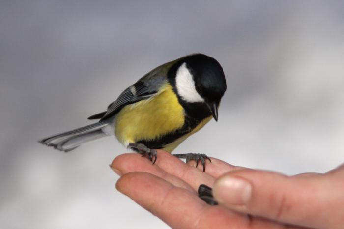 comme chez les gens appelés une mésange 