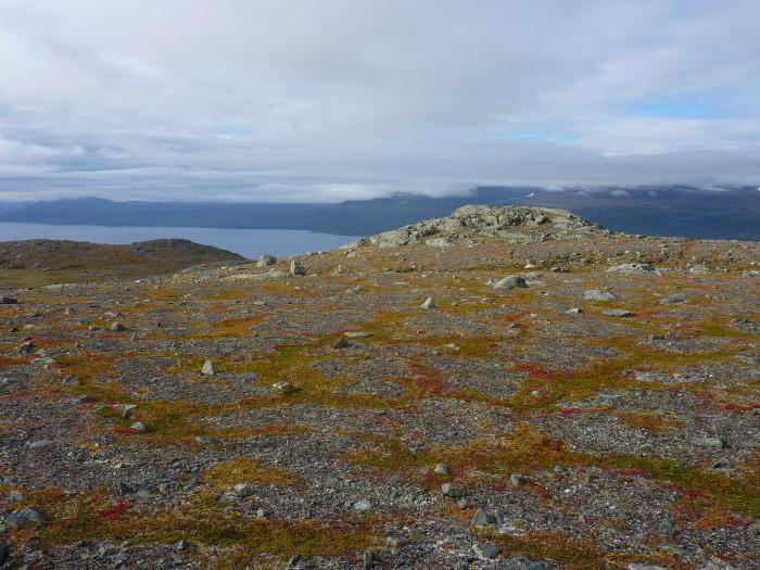 Quels sont les sols dans les déserts de l'Arctique 