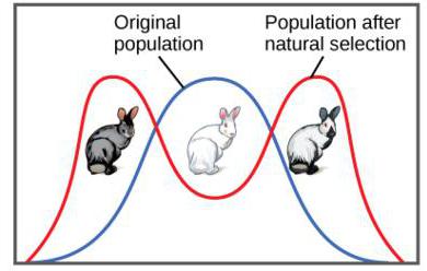 Qu'est-ce que la sélection naturelle? Types de sélection naturelle (tableau)