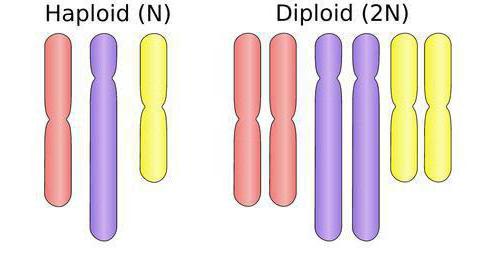 polyploïdie en élevage