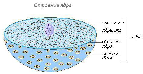 composition du noyau de la biologie