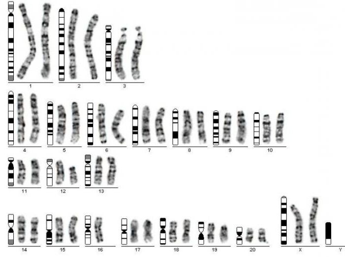 La classification de Denver des chromosomes comme base pour le caryotypage