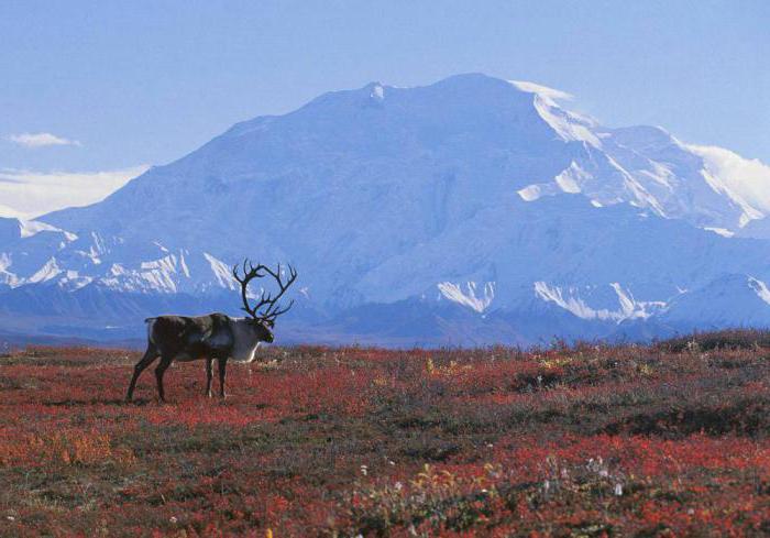 problèmes écologiques des déserts arctiques et de la toundra