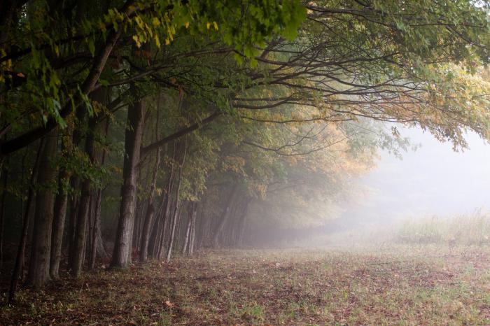 La signification matérielle et spirituelle de la forêt pour l'ancien peuple russe