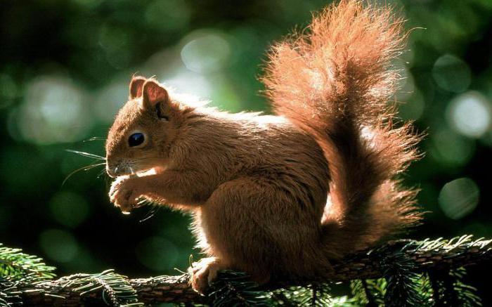 propriétés basiques de l'organisme animal