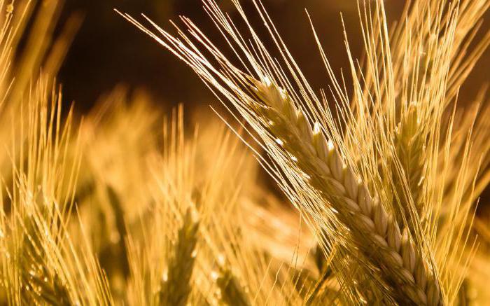 D'où proviennent les herbes: les caractéristiques d'origine et de structure