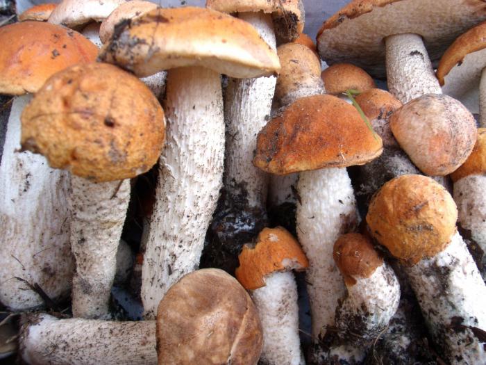 Champignons comestibles: noms et photos