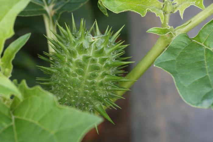 Nightshade familiale: formule de fleurs, caractéristiques, diversité