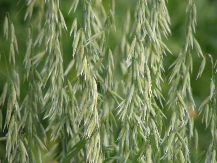 plantes de la famille des céréales