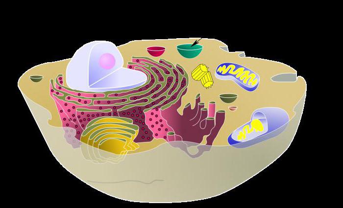 Vacuol est ... Les fonctions de la vacuole cellulaire