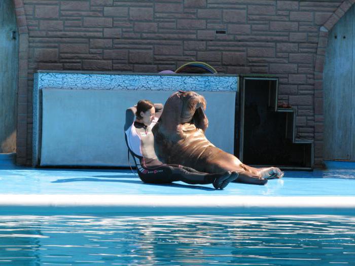 Quel Dolphinarium de Sotchi est le meilleur?