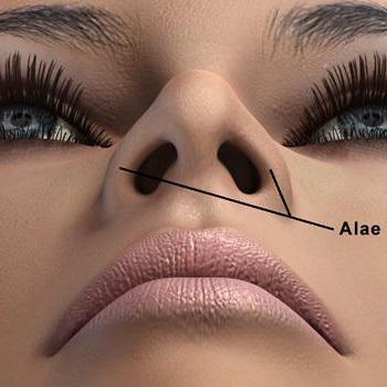 nez large de physionomie