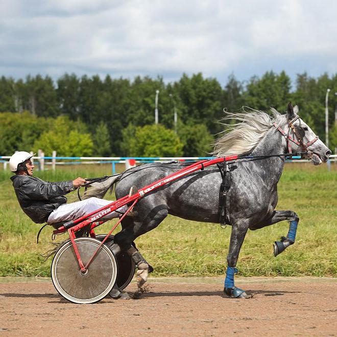 Hippodrome de Novossibirsk: historique du développement et état actuel