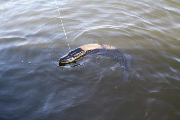 Pêche sur le brochet à l'automne le plus attrapé