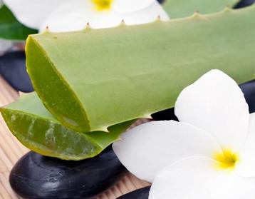 aloe vera propriétés utiles et contre-indications