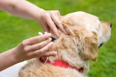 Les puces chez les chiens: diverses maladies transmises d'un parasite à une personne ou non?