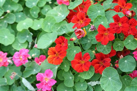 propriétés des fleurs de capucine