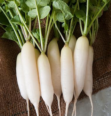 daikon bon et mauvais