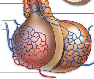 Hormones de l'hypothalamus et de l'hypophyse