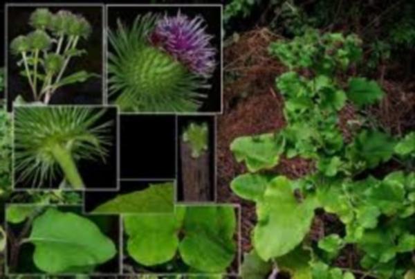 Racine de bardane. Propriétés thérapeutiques de la plante